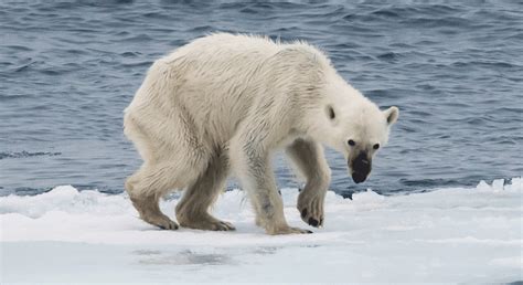 Nature Docs Like Our Planet Have A Starving Polar Bear Problem