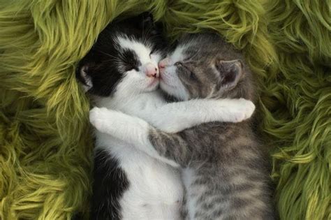 Cute Little Cats Cuddling Image Follow The Pic For More A Cute