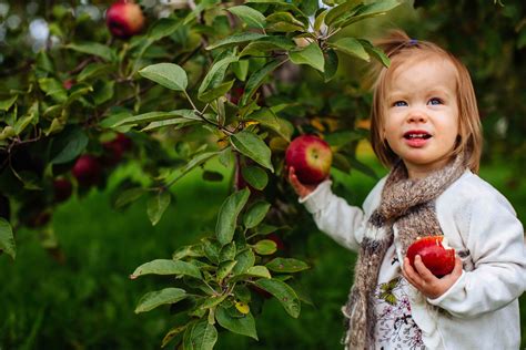 15 Apple Names That Could Be Baby Names Baby Names U Pick Apples
