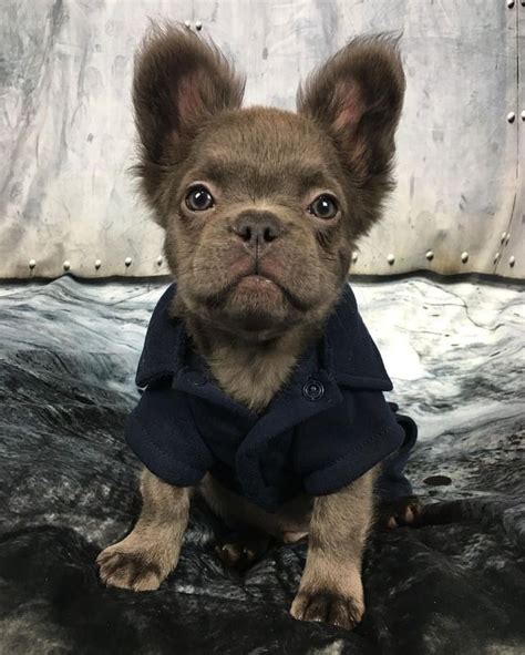 It comes to no surprise if you've come to fall in love with these adorable, fluffy dogs! Idea by K Ratliff on Frenchies | French bulldog puppies ...