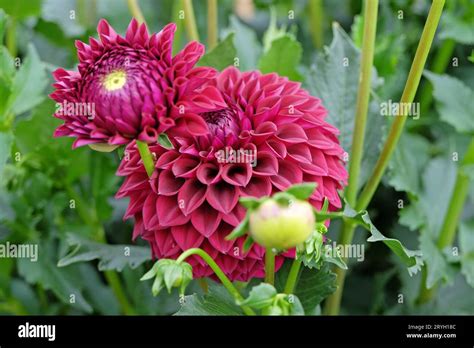 Red Purple Ball Dahlia Blyton Red Ace In Flower Stock Photo Alamy