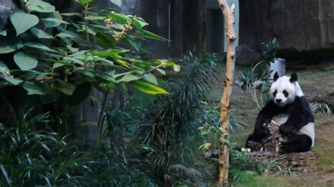 Giant Pandas Finally Mate After Park Closed Due To Coronavirus Cbc News