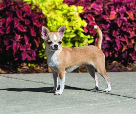 Chihuahua Dog Breed Profile Petfinder