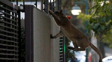 Chile Lockdown Third Cougar Caught In Santiago Streets Bbc News