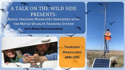 A Talk On The Wild Side Radio Tracking Migratory Songbirds With The
