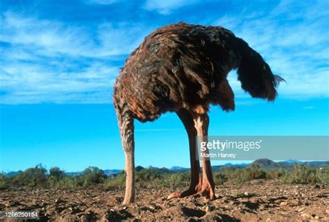 Ostrich Bury Photos And Premium High Res Pictures Getty Images