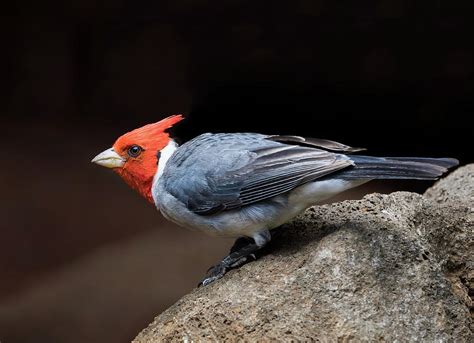 Red Crested Cardinal Photograph By Martin Belan