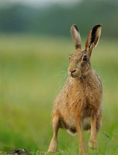 A Brown Rabbit Standing On Top Of A Lush Green Field