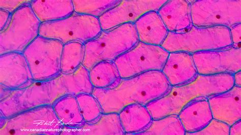 Human Skin Cells Under Light Microscope Micropedia