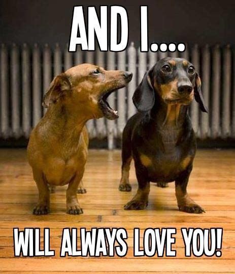 Doxies Puppy Dog Pictures Funny Dachshund Dog Pictures