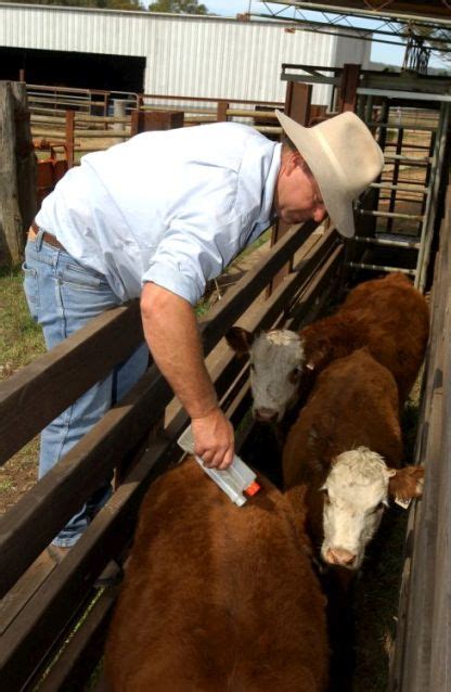 Herd Health And Welfare Mbfp More Beef From Pastures
