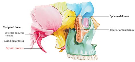 Styloid Process