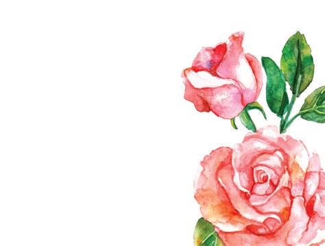 Watercolor Pink Roses At Explore Collection Of