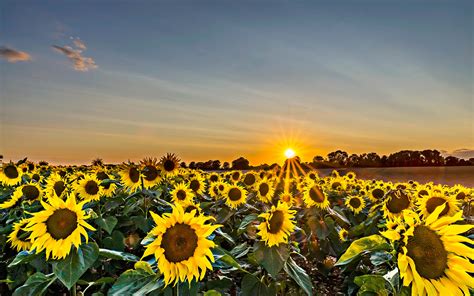 Landscape Photography Of Sunflower Field During Golden Hour Hd