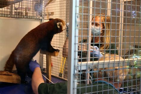 John Ball Zoo Announces Pregnant Red Panda