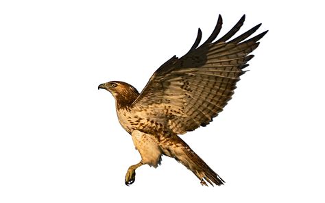 Download Hawk Png Image For Free