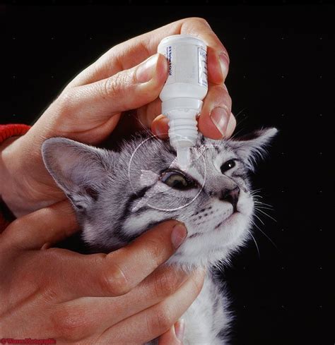 administering antibiotic eye drops for cat`s eye infection buy polyspurin which is sold over