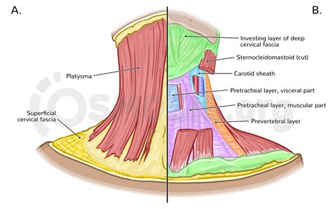 Fascia And Spaces Of The Neck Osmosis