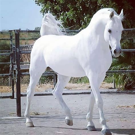 Beautiful White Horse Pleasedontaskalice