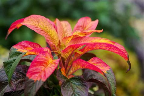 13 Plants With Colorful Foliage For Year Round Color