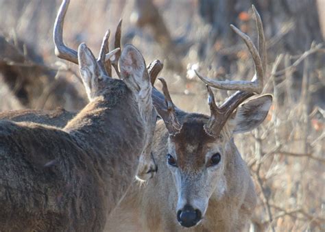 Video Vicious Buck Fight Leaves This Deer A Contortionist Outdoorhub