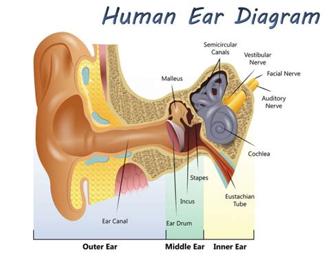 How Your Inner Ear Helps You Maintain Balance And Stability