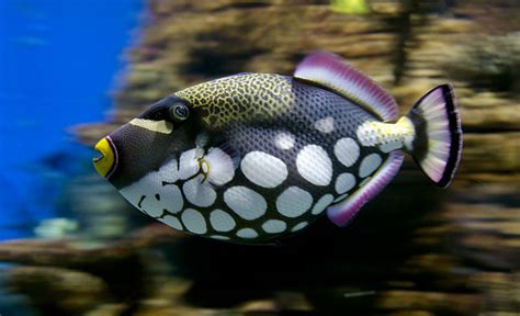 Top 8 Most Colorful Saltwater Fish For Your Tank Salt Water Coral Tank