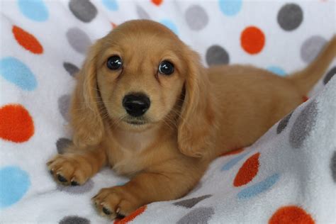 Phat Dachshunds Miniature Dachshund Breeders In Middle ...