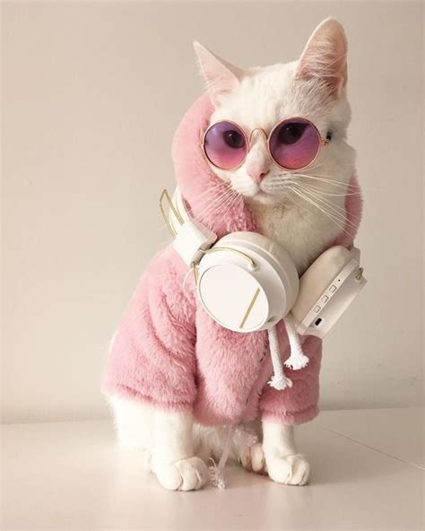 best cat clothes and cat costumes for a dress up party 2020 görüntüler ile cute kittens