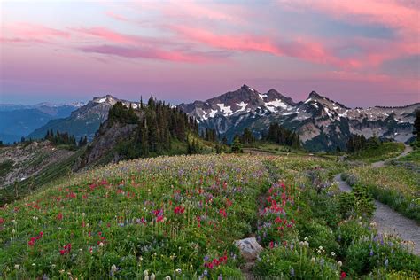 Wildflowers At Mazama Ridge In Mount Rainier National Park