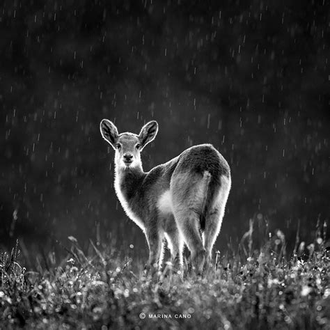 Inspirational Photography By Award Winning Wildlife Photographer Marina