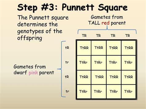 Punnett Square Of Dihybrid Cross Determining Genotypes And Phenotypes Using Punnett Squares
