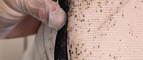 You cannot get rid of these pests permanently. Jay Taylor Exterminating | Pest Control Services In ...
