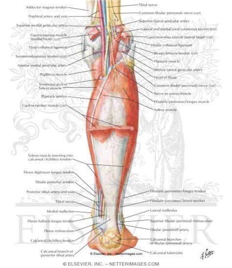 Muscles Of Leg Intermediate Dissection Posterior View