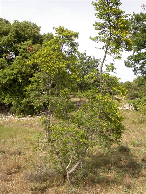 La corifanta | pollicegreen : Pianta Grassa Con Fiori Gialli A Grappolo : Clicca Su Menu ...