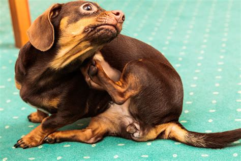 Itchy Skin In Dogs Symptoms Causes Diagnosis Treatment Recovery