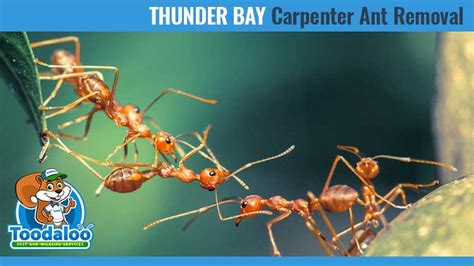 One or two ants, especially in an area where there is old food or rotten wood doesn't necessarily. Thunder Bay Carpenter Ant Removal - Toodaloo Pest Control