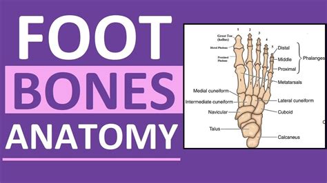 Foot Bones Anatomy Mnemonic Tarsals Metatarsals Phalanges Youtube