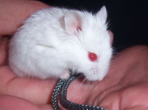 Dwarf Hamster Looks Just Like Cotton Except Cotton Is Wayyyy Bigger