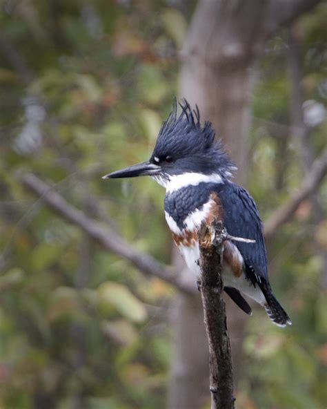 Belted Kingfisher Birds Of San Diego County California · Inaturalist