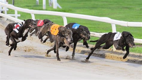 Wentworth Park Racetrack Greyhound Racing Betting Review