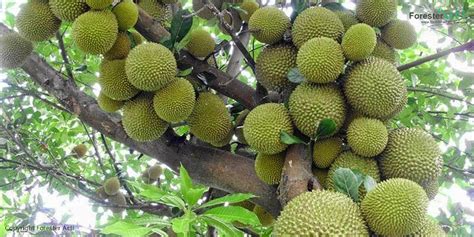 Menurut sebuah riset di universiti teknologi. Pohon Durian: Pohon Penghasil Buah Kontroversial