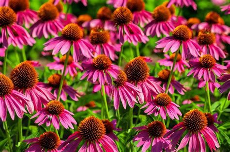 Continuing or existing for a long time teddy bears are a perennial favorite with children.2 hbpa plant that is perennial lives for more than two. 5 Best Perennial Herbs for Your Home Garden