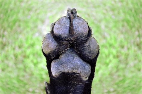 How To Care For Your Dogs Paw Pads 8 Easy Ways Pet Keen