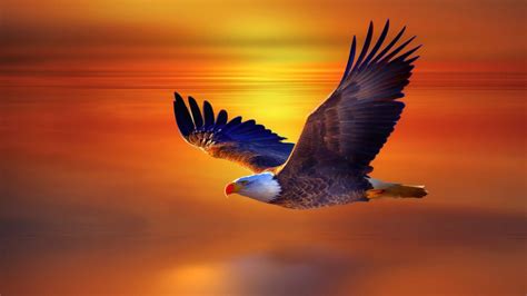 Wallpaper Of The Day An Eagle Flight Common Sense Evaluation