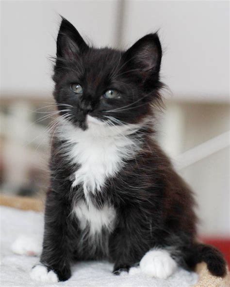 Baby Black And White Norwegian Forest Cat