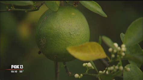 Laser Treatment Could Be Answer To Citrus Greening