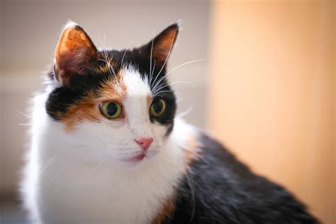 Fat Calico Cat Stock Photo Download Image Now Istock