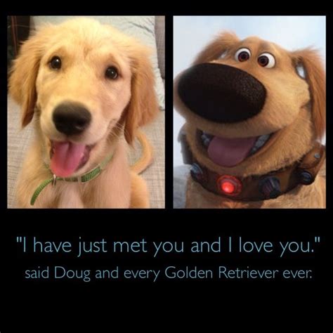 I Have Just Met You And I Love You Said Doug And Every Golden Retriever Ever Golden
