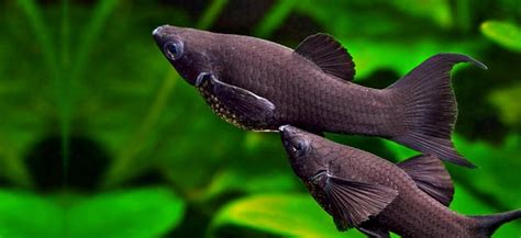 Black Molly Care Guide Diet Tank And Breeding Fishkeeping Advice